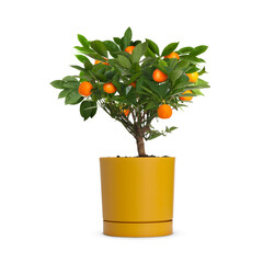 Tangerine plant with fruits and green leaves isolated on white