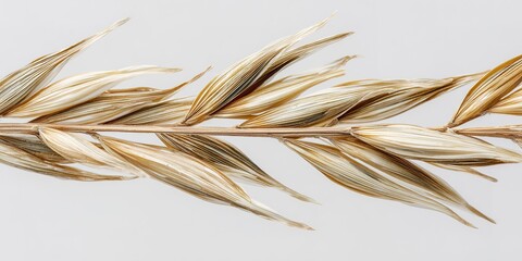 Dry grass spike with elongated leaves placed against a plain background during daylight hours