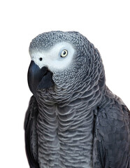 african grey parrot isolated on white background