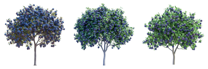 Three lush trees in a row, each vibrant with varying shades of green and purple foliage, conveying a sense of natural beauty and growth