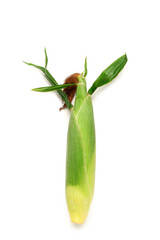 Fresh corn cob on white background
