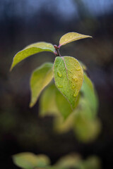 Wet leaves on a plant