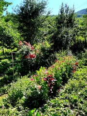 
Great Caucasus Mountain Range distant mountain pictures beautiful landscape strawflower autumn rocky bay vital road winter snowy villages landscape photographer designer high quality download