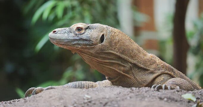 Portrait of the Komodo dragon (Varanus komodoensis)