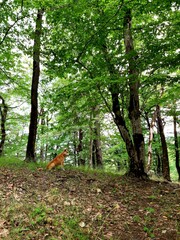 
Great Caucasus Mountain Range distant mountain pictures beautiful landscape strawflower autumn rocky bay vital road winter snowy villages landscape photographer designer high quality download