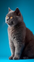 Elegant British Shorthair cat with striking amber eyes gazes intently on blue