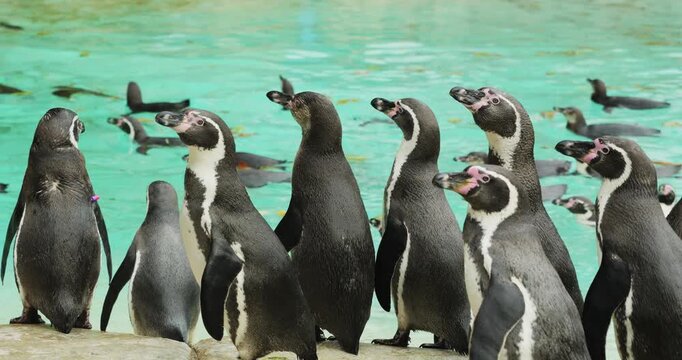 Flock of Humboldt penguins (Spheniscus humboldti) walking on shore, while many others swim in water