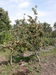 
Great Caucasus Mountain Range distant mountain pictures beautiful landscape strawflower autumn rocky bay vital road winter snowy villages landscape photographer designer high quality download