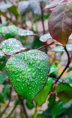 Caucasus Mountains distant mountain pictures beautiful landscape strawflower autumn spring cliffs bay vital road winter snowy villages landscape photographer designer high quality download