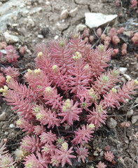 Caucasus Mountains distant mountain pictures beautiful landscape strawflower autumn spring cliffs bay vital road winter snowy villages landscape photographer designer high quality download