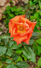 Natural mountain forest, red flower and landscape images for designers high quality discount