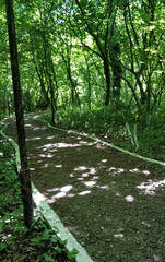 Green Caucasus Mountains natural mountain forest, red flowers and landscape pictures for designers high quality discount