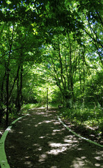 Green Caucasus Mountains natural mountain forest, red flowers and landscape pictures for designers high quality discount