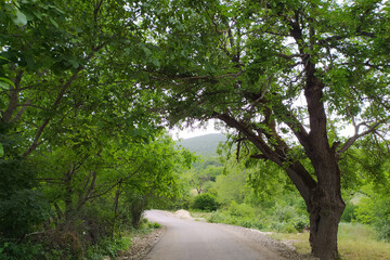 Green Caucasus Mountains natural mountain forest, red flowers and landscape pictures for designers high quality discount