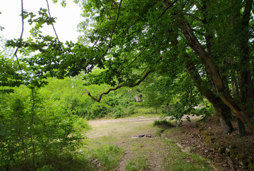 Green Caucasus Mountains natural mountain forest, red flowers and landscape pictures for designers high quality discount