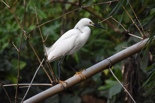 snowy egret perching on branch