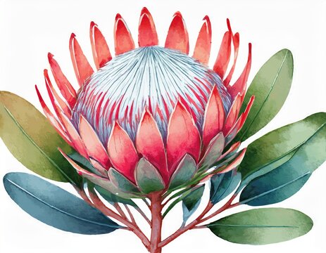 a protea flower bold and striking watercolor painting isolated on white background - Powered by Adobe