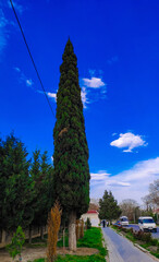 
Green Caucasus Mountains natural mountain forest, pine trees, red flowers and high-quality discount landscape paintings for designers