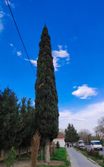 
Green Caucasus Mountains natural mountain forest, pine trees, red flowers and high-quality discount landscape paintings for designers