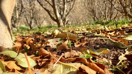 autumn leaves in the forest