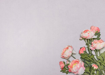 Flatlay top view of pink and purple roses arranged in two corners on a grey background, providing ample copy space and negative space