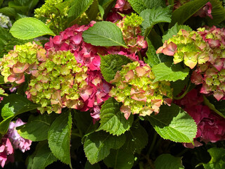 Hydrangea bush pink green blossom.