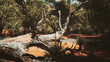 A majestic, gnarled tree lies in a peaceful landscape filled with golden earth and lush greenery. The sunlight filters through the leaves, creating a tranquil atmosphere perfect for relaxation.