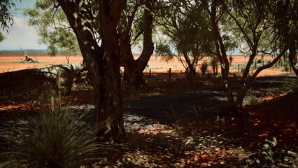 A winding dirt path meanders through a serene area surrounded by tall trees. The sun casts soft shadows, creating a peaceful atmosphere in the vibrant Australian outback during midday.