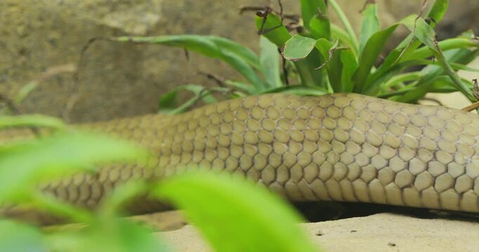 King cobra (Ophiophagus hannah) body detail crawling