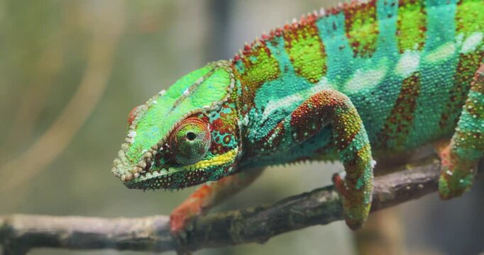 Panther chameleon (Furcifer pardalis) on a branch