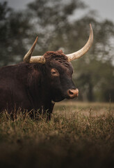 Texas Longhorn