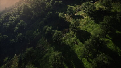 Sunlight spills over lush, rolling hills, casting long shadows from the trees below. This serene landscape evokes a sense of tranquility, inviting exploration and appreciation of natures beauty.