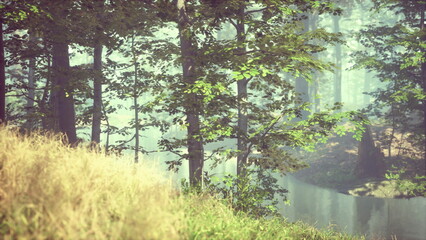 Obraz premium Lush trees surround a calm river, creating a peaceful atmosphere as morning sunlight gently filters through branches, bringing a sense of tranquility to the natural setting.