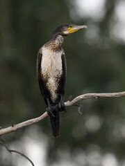 Cormorant on Branch in Natural Setting