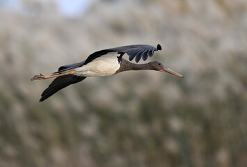 Black Stork Over Reedbeds