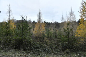 Sapinière au bois de Villers-la-Ville (Nivelles)