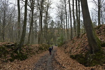 Chemin remplie de feuilles mortes en début d'hiver au bois de Villers-la-Ville (Nivelles)