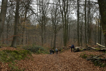 Chemin remplie de feuilles mortes en début d'hiver au bois de Villers-la-Ville (Nivelles)
