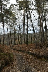 Chemin remplie de feuilles mortes en début d'hiver au bois de Villers-la-Ville (Nivelles)