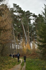 Promenade en pleine nature aux bois de Villers-la-Ville (Brabant-Wallon)