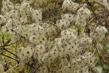 Plantes en forme de mousse au bois de Villers-la-Ville (Nivelles)