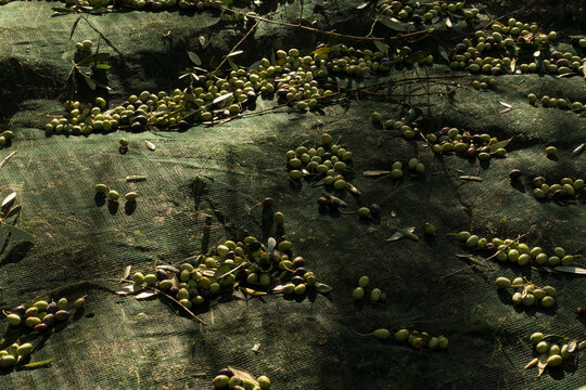 Freshly Harvested Green Olives on a Catch Net