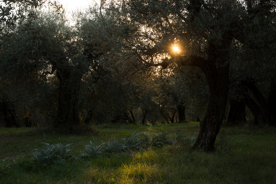 Sunlight Breaking Through Olive Trees in Ancient Grove