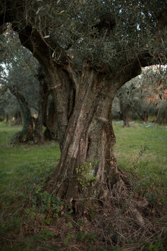 Ancient Gnarled Olive Tree Trunk in a Mediterranean Grove