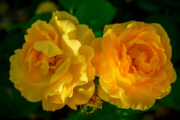 Bright dewey hybrid roses in as spring garden