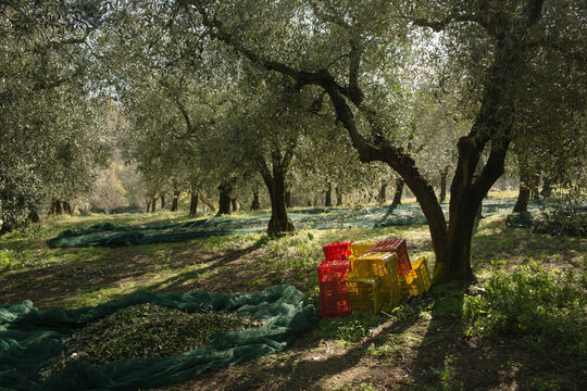 Olive harvest preparation in a sunny grove with nets and crates