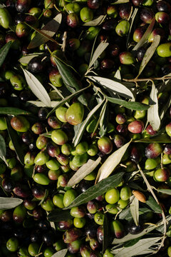 Freshly Harvested Olives with Leaves - Green and Ripening Black Olives Background