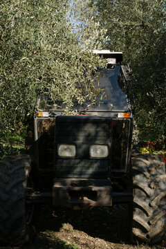 Olive Harvesting Tractor in Grove