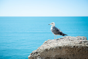 Seagull perched on rock with blue sea and sky view