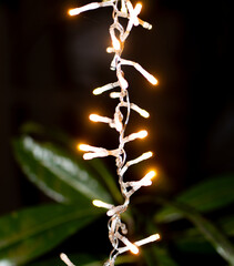 Vertical Christmas Lights Hanging on Trees at Night